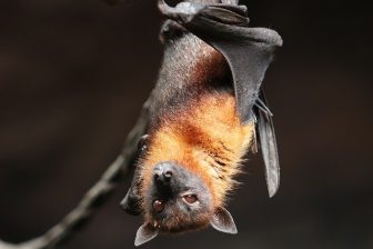 Bellway Homes fined £600,000 for demolishing bat roost