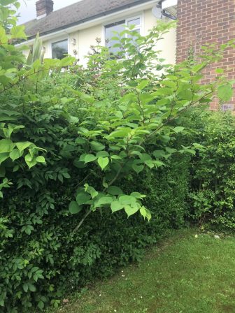 Japanese knotweed