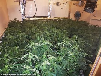 Fake estate agent cannabis growing gang jailed